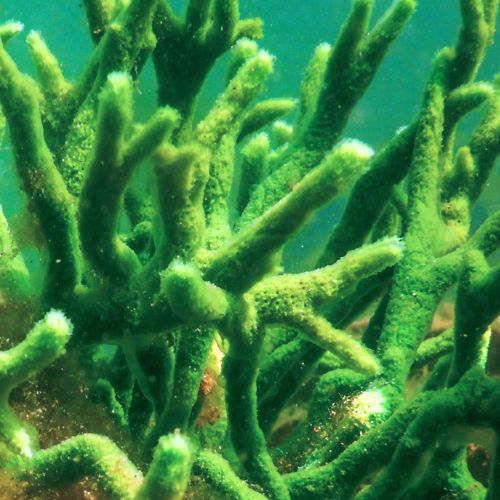 Bio Microneedling behandlung Bhydrolyzed sponge-spongilla fragilis ledicy